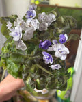 African Violet Cuttings - Shiawassee Trail, Unrooted Leaves, Saintpaulia ionantha, Propagation Plant, Indoor Houseplant