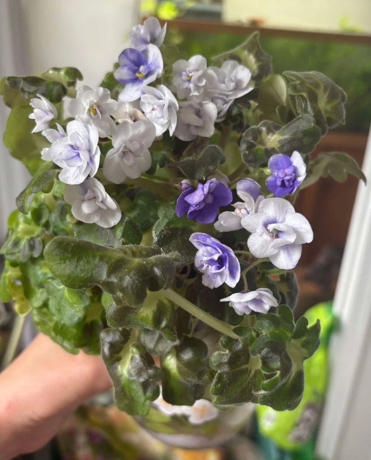 African Violet Cuttings - Shiawassee Trail, Unrooted Leaves, Saintpaulia ionantha, Propagation Plant, Indoor Houseplant