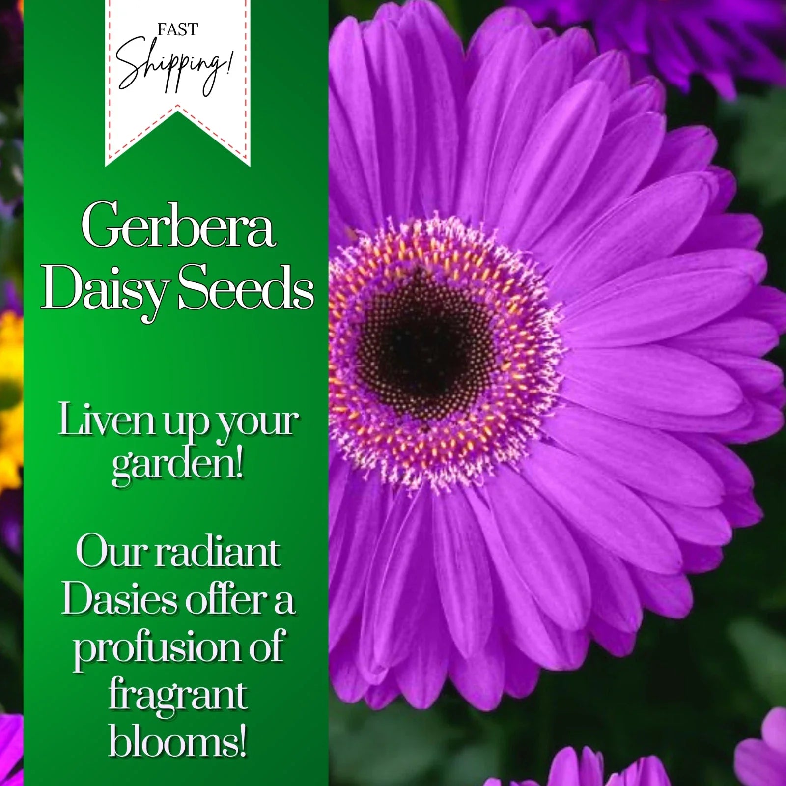 Gerbera Daisy Seeds - 50+ Pack, Colorful Annual Flower Seeds for Beds & Containers, Gerbera jamesonii