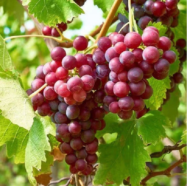 Live Red Crimson Seedless Grape Plant | Well-Rooted Vitis vinifera | Seedless, Juicy, Climbing Vine for Garden or Vineyard