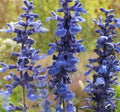 Blue Sage Flower Seeds - 200+ Salvia Farnicea Seeds for Garden, Ornamental Perennial, Blue Flowers, Pollinator Attractant