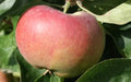 Ontario Apple Seeds - 25+ Heirloom Malus domestica Garden Seeds for Growing Apple Trees