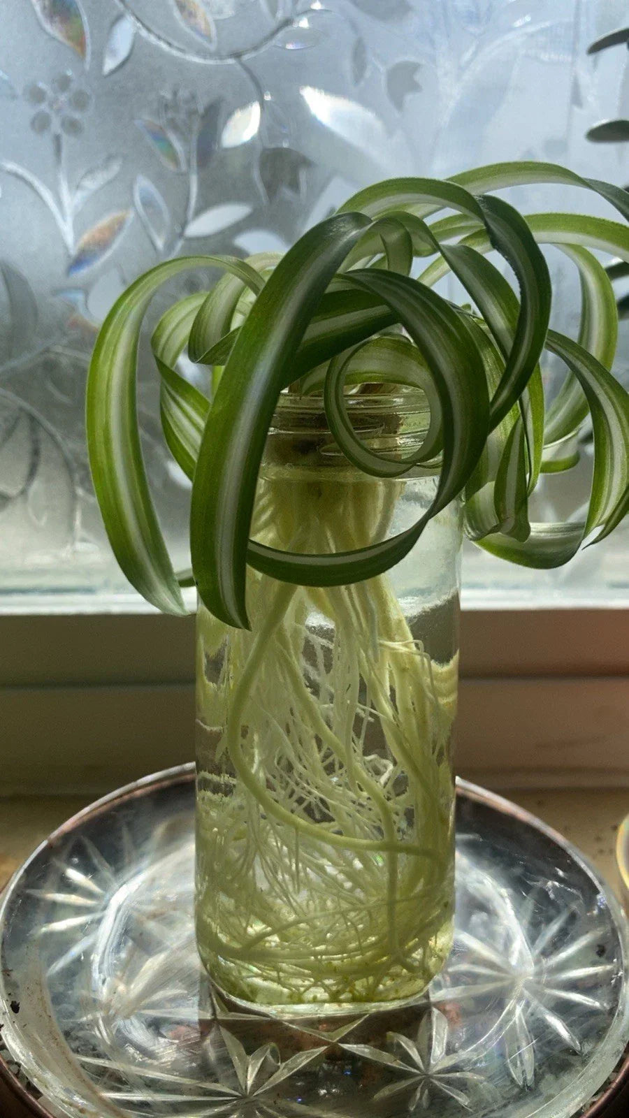 Spider Plant - Curly Baby Cuts Live Plant - Bonnie Variety - Chlorophytum comosum Indoor Houseplant