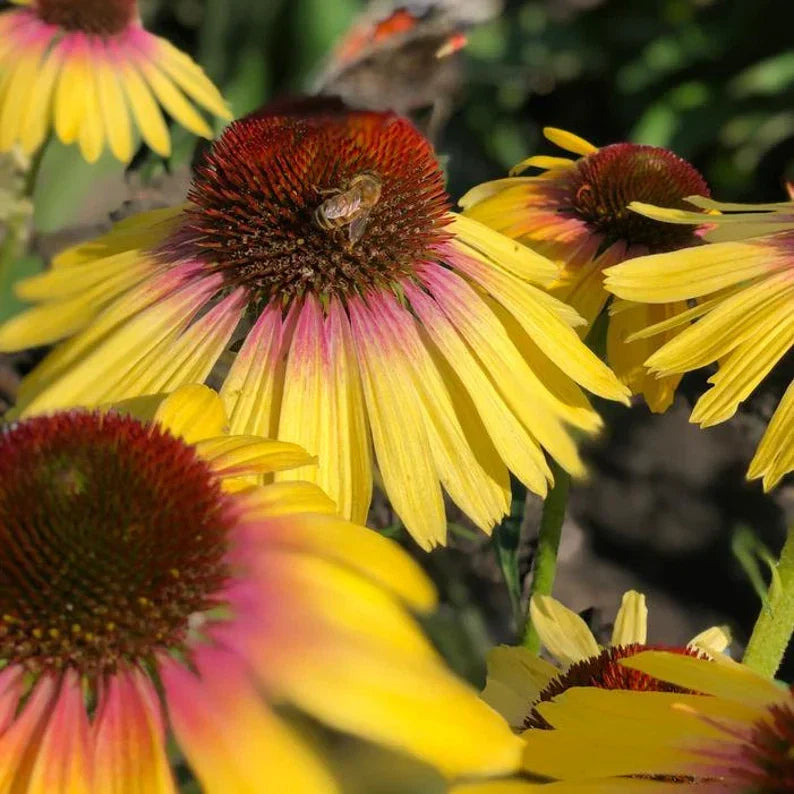Echinacea Butterfly™ Yellow Rainbow Marcella Live Starter Plant - Vibrant Yellow Coneflower, Butterfly Attractant, Perennial