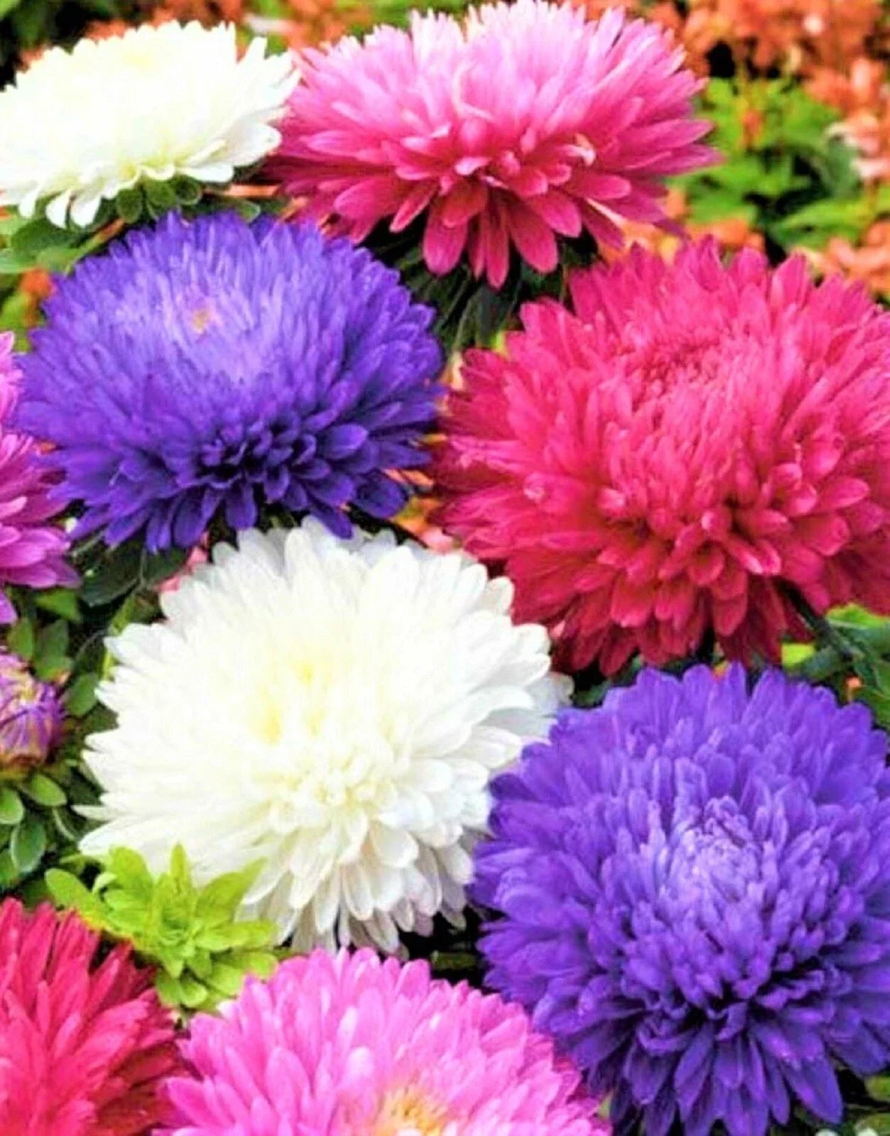 Aster Seeds Powder Puff Mix - Non-GMO Flower Seeds for Garden, Containers, Pollinator Attracting, 300+ Seeds
