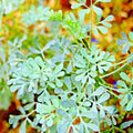 Rue Seeds - 300+ Heirloom Herb for Pest Control, Ruta graveolens, Organic Insect Repellent, Medicinal Plant, Garden Herb