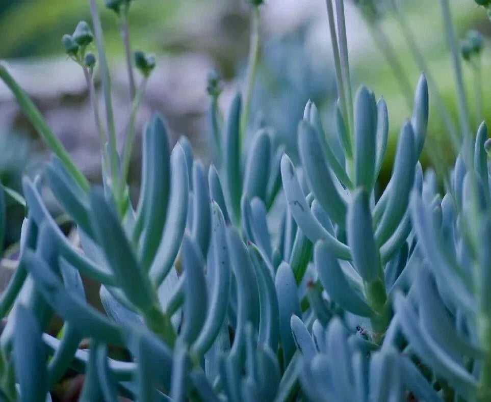 Rare Blue Chalk Sticks Succulent Cutting - Senecio serpens - Indoor Outdoor Live Plant for Propagation & Decor
