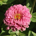 Zinnia Seeds - 25 Non-GMO Luminosa Pink Flower Seeds for Butterfly and Hummingbird Gardens - Zinnia elegans