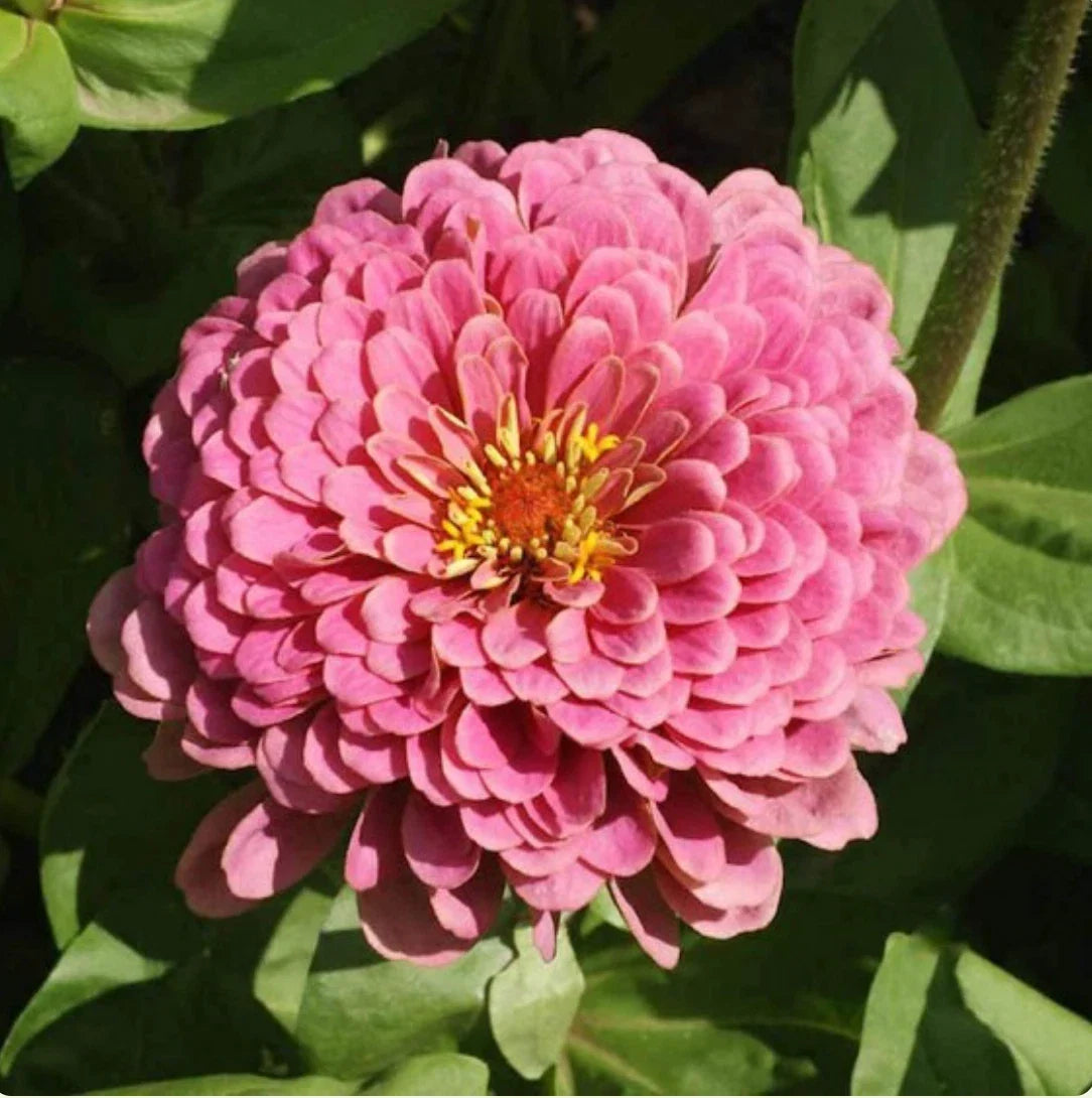 Zinnia Seeds - 25 Non-GMO Luminosa Pink Flower Seeds for Butterfly and Hummingbird Gardens - Zinnia elegans