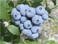 Talisman Blueberry Plant in 5.25" Pot | Fast Growing Edible Perennial | Vaccinium corymbosum