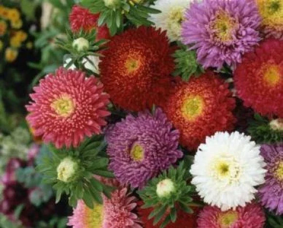 Aster Seeds Mix - Powderpuff Variety - 50 Seeds - Vibrant Colors - Callistephus chinensis Flower Seeds