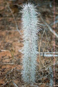 Octopus Tree Seeds - 5 Rare Didierea madagascariensis Succulent Plant Seeds for Indoor & Outdoor Gardening