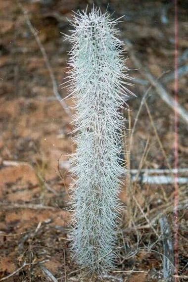 Octopus Tree Seeds - 5 Rare Didierea madagascariensis Succulent Plant Seeds for Indoor & Outdoor Gardening