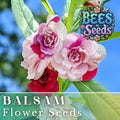 Balsam Seeds 75 Pack - Impatiens Balsamina Flower Seeds for Garden & Patio Containers