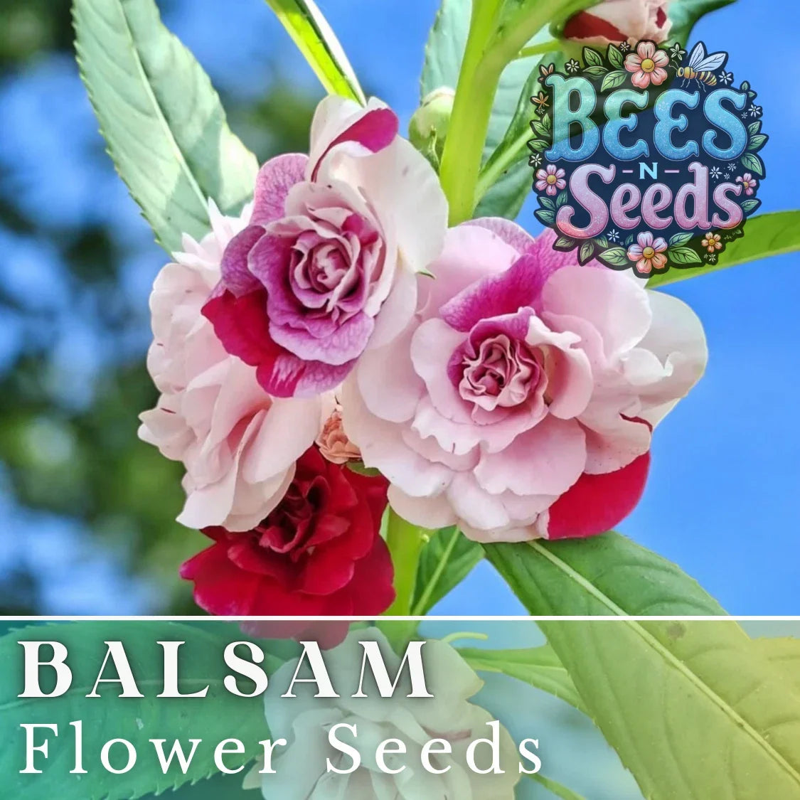 Balsam Seeds 75 Pack - Impatiens Balsamina Flower Seeds for Garden & Patio Containers