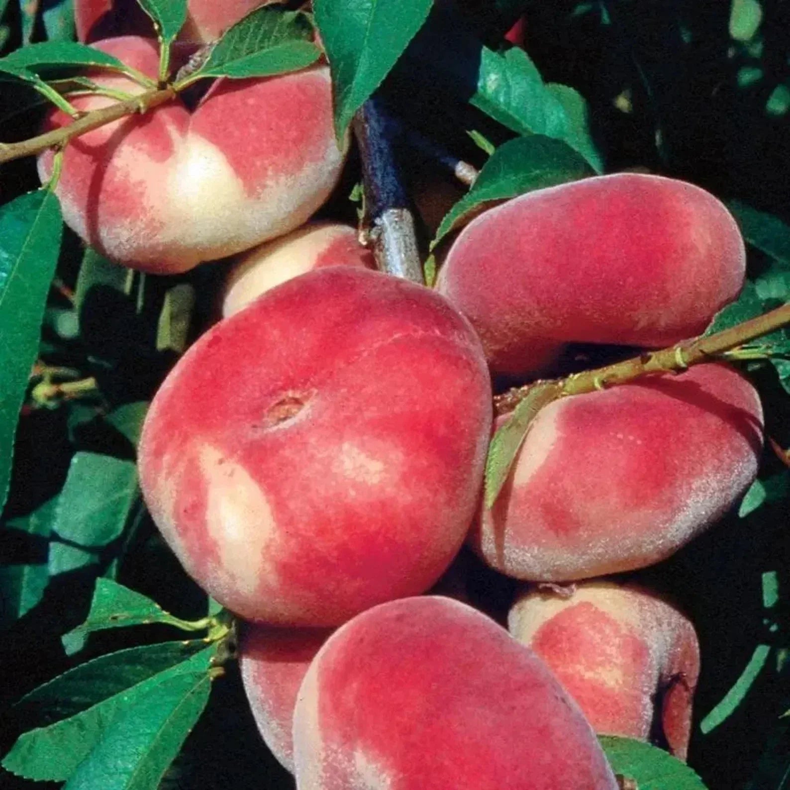 Japanese Donut Peach Cuttings - 3 Prunus persica Grafting Pieces for Rooting, Sweet Fruit, Deciduous Fruit Tree Propagation