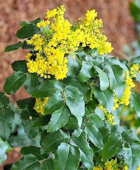 Oregon Grape Holly Seeds - Mahonia aquifolium Native Wildflower, 51 Count, Bushy Shrub for Shade Gardens
