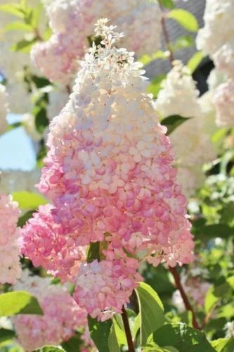 Strawberry Hydrangea Seeds - Perennial Flower Seeds - Hydrangea macrophylla - Pink Bloom, Garden, Border, Container Plant
