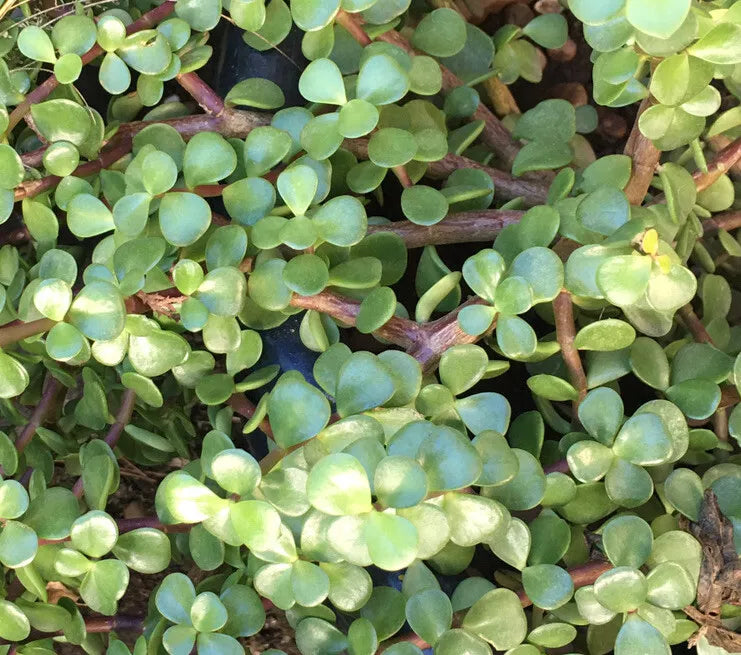 Succulent Cuttings 6" Portulacaria Afra Elephant Bush Dwarf Jade Plant, Drought-Tolerant, Indoor/Outdoor