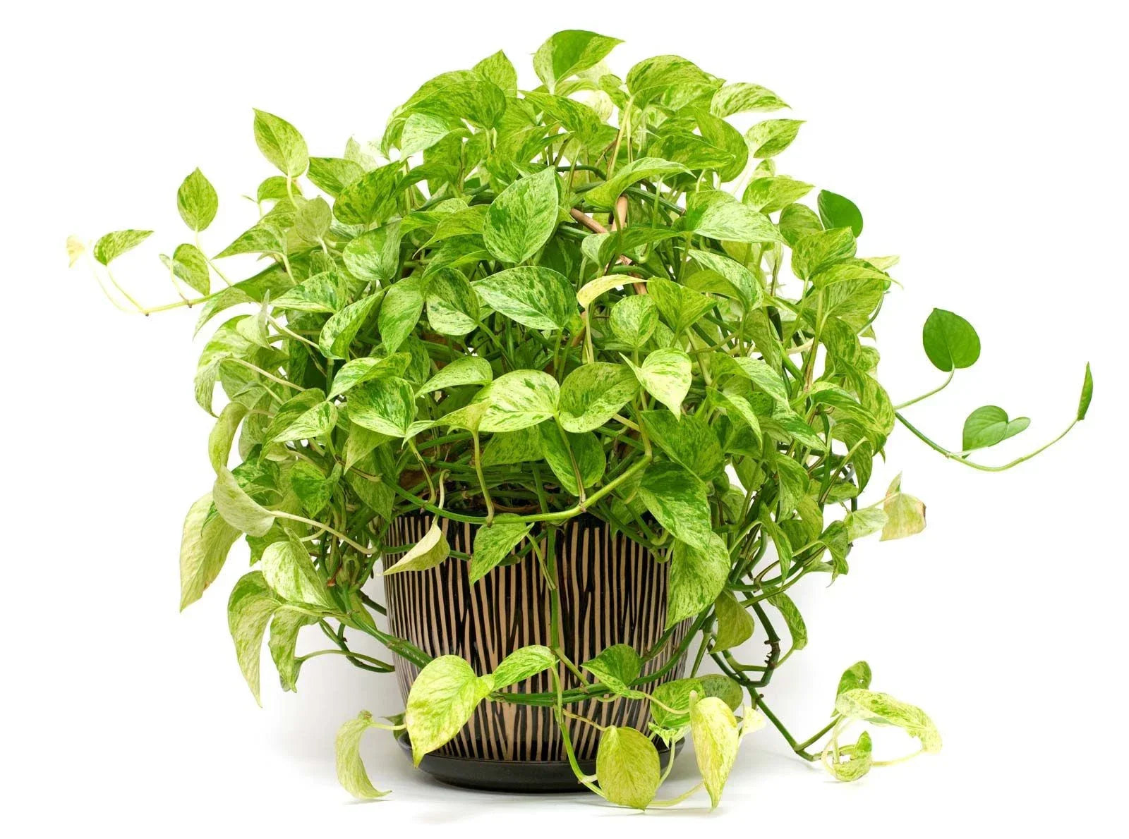 Pothos Plant Cuttings – 2 Live Rooted Plants, 4-6 Inches, Epipremnum aureum, Indoor Houseplant, Easy Care Greenery