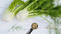 Fennel Herb Seeds - 15 Fresh Foeniculum vulgare Seeds for Planting - Culinary Herb, Aromatic Foliage, Easy to Grow