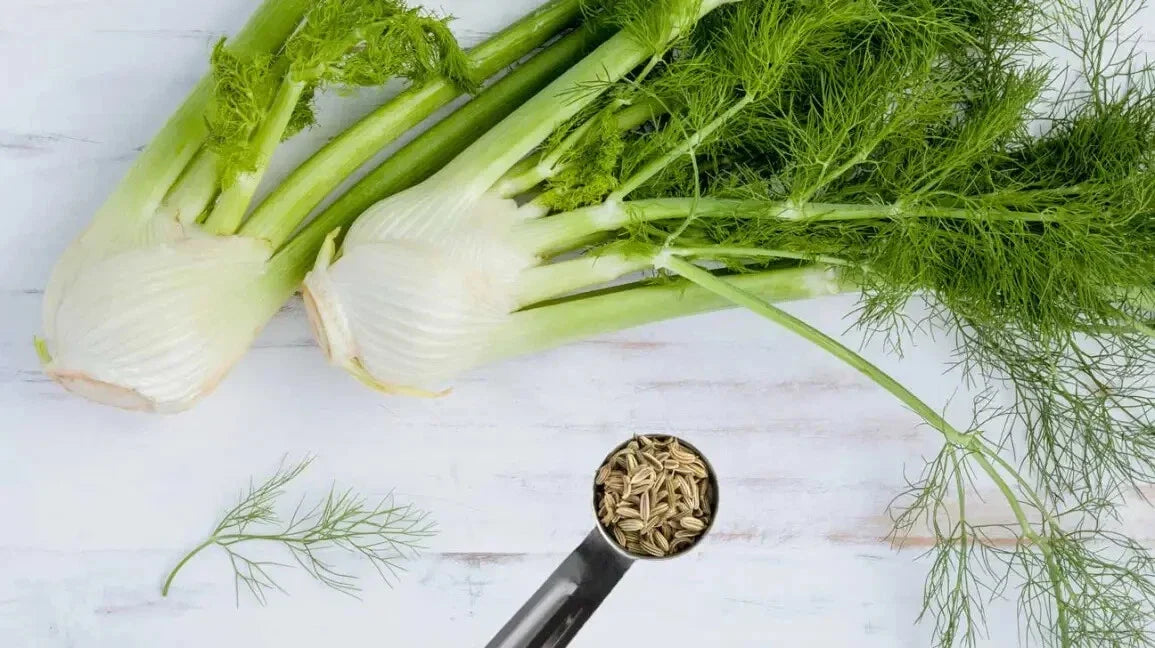 Fennel Herb Seeds - 15 Fresh Foeniculum vulgare Seeds for Planting - Culinary Herb, Aromatic Foliage, Easy to Grow