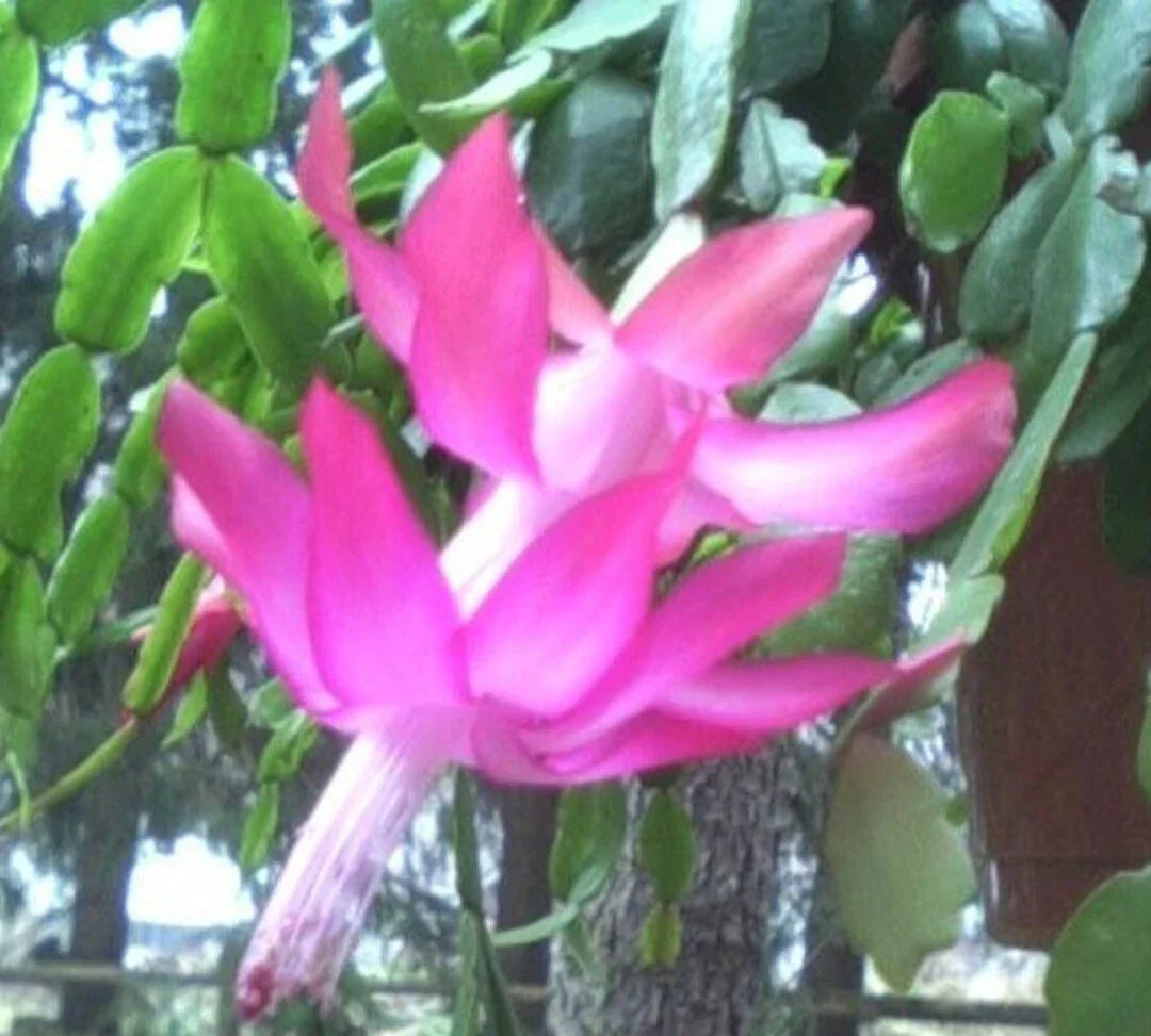Christmas Cactus 3-Pack Pink Schlumbergera × buckleyi Indoor Plant, Holiday Flower, Easy Care, Pet Safe