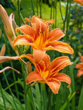 Orange Daylily Bare-root Plant - Hemerocallis, Hardy Perennial, Bright Orange Flowers, Pollinator Friendly