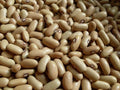 Arikara Yellow Bush Beans Seeds - Drought Tolerant Heirloom, Phaseolus vulgaris, 10 Seeds