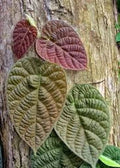 Ficus Villosa Cuttings – 3 Fresh Propagation Plantlets – Tropical Indoor Houseplant – Easy to Grow, Low Maintenance