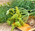 Dukat Dill Seeds - Heirloom Non-GMO Anethum graveolens - 500+ Seeds for Culinary & Garden Use