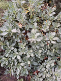Succulent Cuttings - 6" Rock Purslane - Calandrinia Spectabilis Live Plant (5 Pack) for Garden, Indoor, Rock Garden