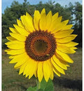 Giant Sunflower Seeds Pack | Helianthus annuus | 50 Seeds for Tall, Bright Yellow Flowers