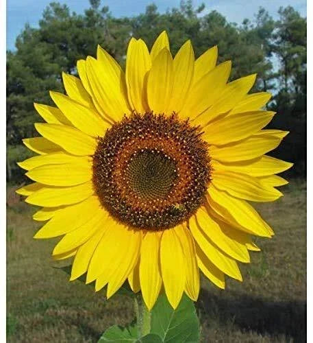 Giant Sunflower Seeds Pack | Helianthus annuus | 50 Seeds for Tall, Bright Yellow Flowers