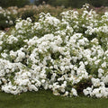 Rosa 'Icy Drift' Shrub Rose Cuttings - Groundcover Variety, Hardy Perennial, Drought Tolerant, Fragrant, 6 Pieces