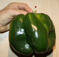 Organic Emerald Giant Bell Pepper Seeds – Heirloom, Non-GMO, Sweet Green Peppers, Vegetable Gardening Seeds