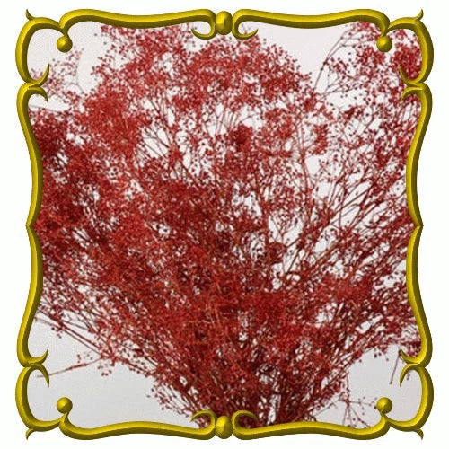 Deep Red Carmine Baby's Breath Seeds - Gypsophila elegans, 100 Seeds for Garden & Floral Arrangements