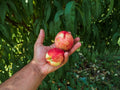 Dwarf Peach Tree Seeds, Prunus persica, Fast Growing, Compact Size, 12 Seeds, Fruit-Bearing, Garden, Patio, US Seller