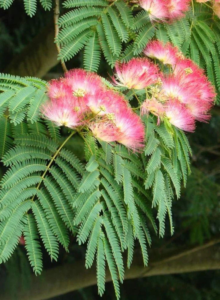 Silk Mimosa Tree Seedlings - 2 Pack, Fragrant Pink Flowers, Albizia julibrissin, Live Starter Plants for Garden and Landscape