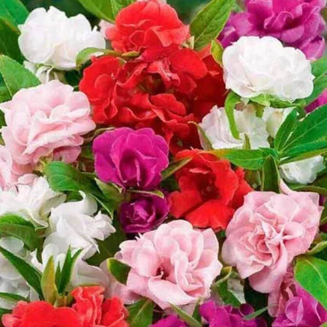 Impatiens Seeds Mix | Non-GMO | Camelia Flowered Variety | Vibrant Colors for Shade Gardens | Impatiens walleriana Seeds