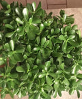 Jade Plant Cuttings - 3-5 Inch Succulent Propagation - Crassula ovata - Money & Lucky Plant