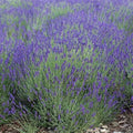 Lavender Seeds Bulk Pack 2000 Non-GMO Lavandula angustifolia Perennial Medicinal Garden Seeds