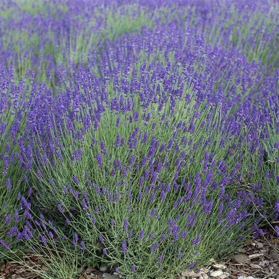 Lavender Seeds Bulk Pack 2000 Non-GMO Lavandula angustifolia Perennial Medicinal Garden Seeds