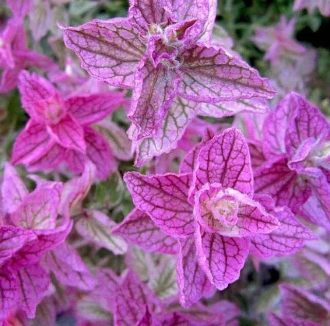 Pink Sundae Clary Sage Seeds - 30 Count, Easy to Grow Herb, Salvia sclarea, Vibrant Pink Foliage, Pollinator Attractant
