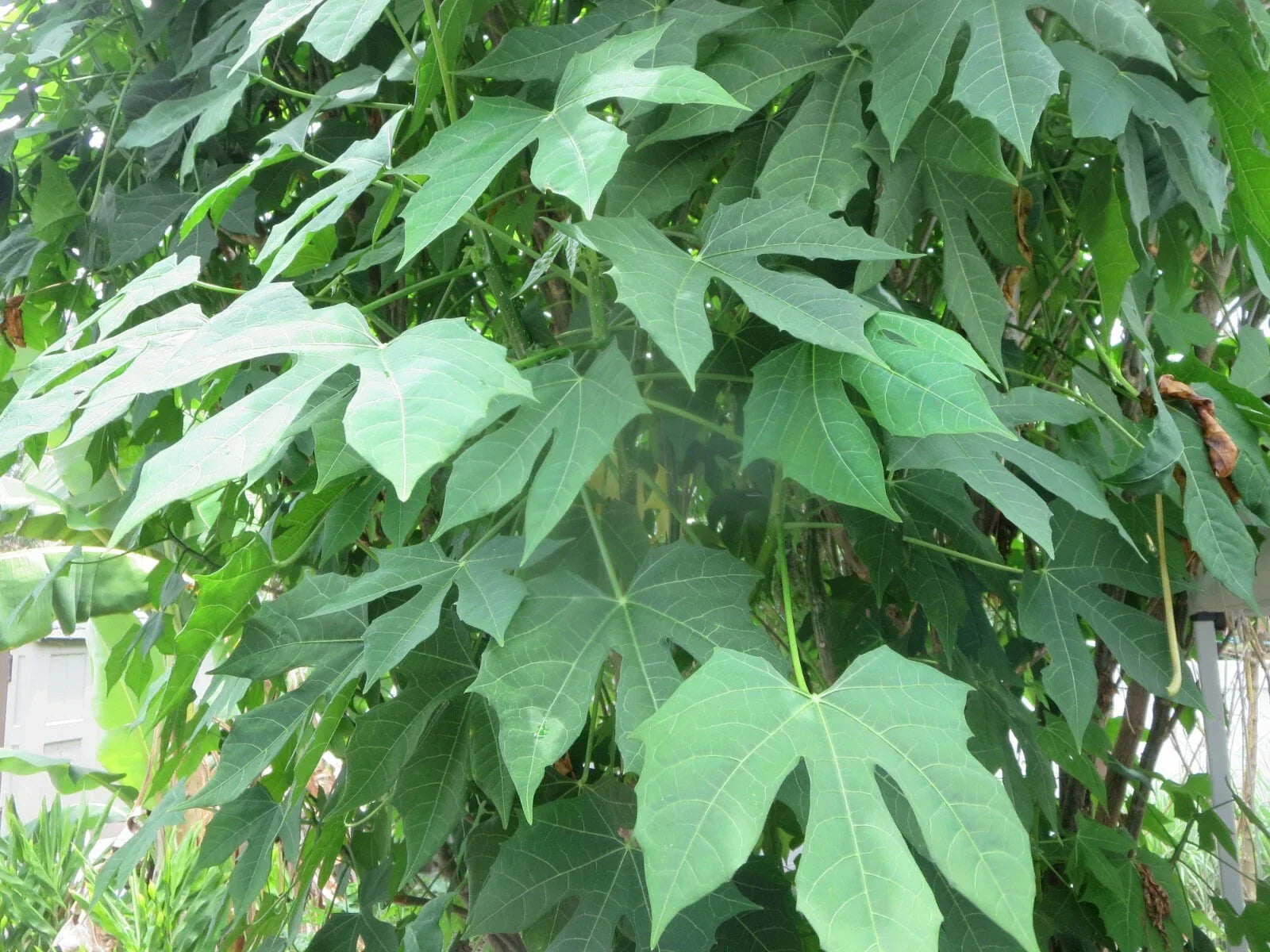 Maple Leaf Chaya Cuttings - Organic Edible Plant - Cnidoscolus chayamansa - Set of 7