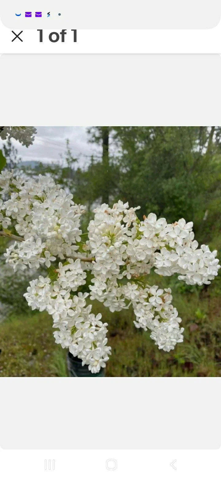 Bare Root Lilac Bush Jumbo Size White - Syringa vulgaris - 5 Plants with Planting Instructions