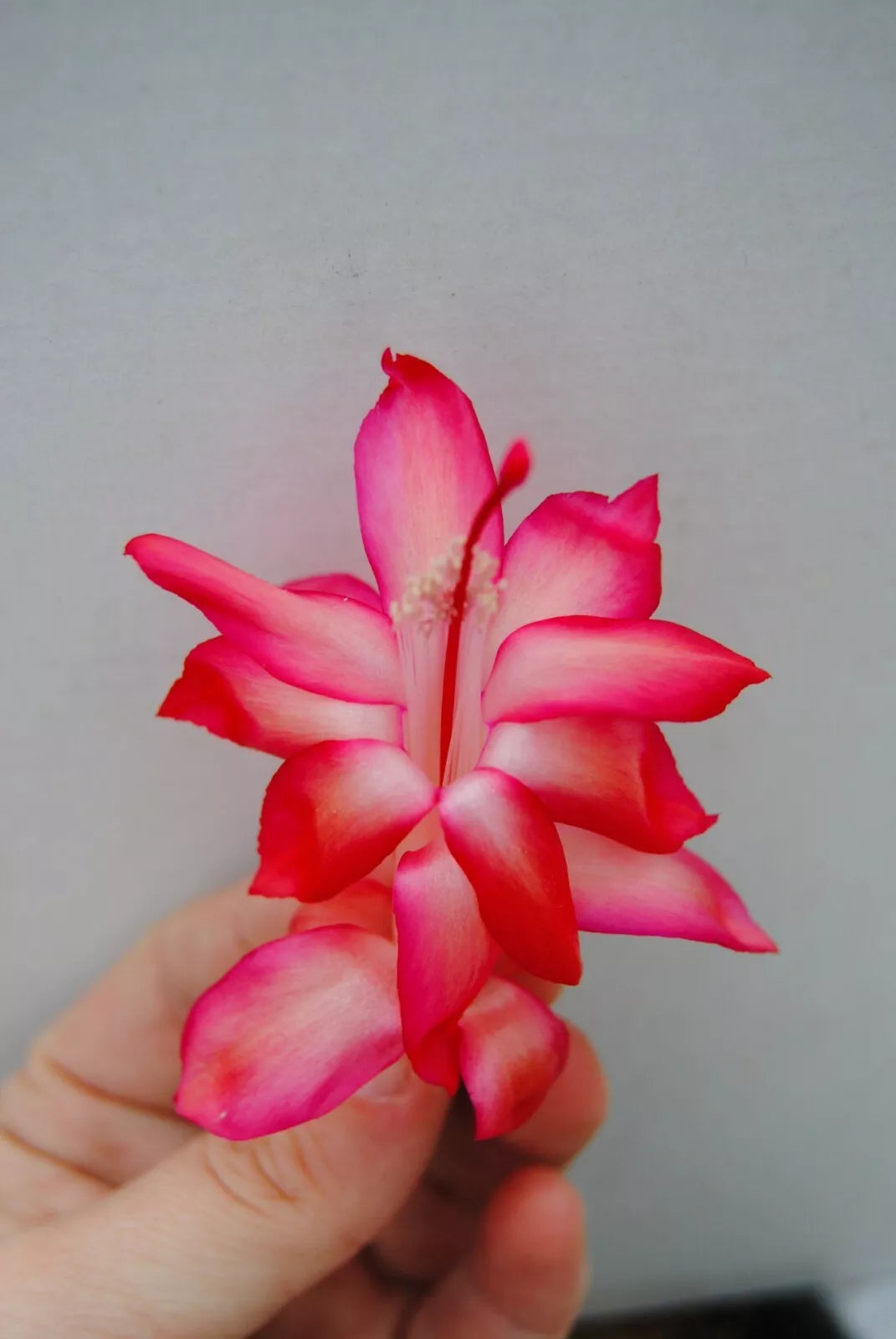 Christmas Cactus Starter Plant - Schlumbergera Truncata - Well-Rooted Indoor Plant for Festive Decor and Easy Care