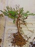 Eastern Red Cedar Pre-Bonsai Tree, Juniperus virginiana, 4-Inch Pot, Hardy Evergreen Bonsai for Indoor & Outdoor Gardens