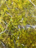 Live Staghorn Moss - Sustainably Harvested in TN for Terrariums & Reptile Habitats | Plagiochila spp.