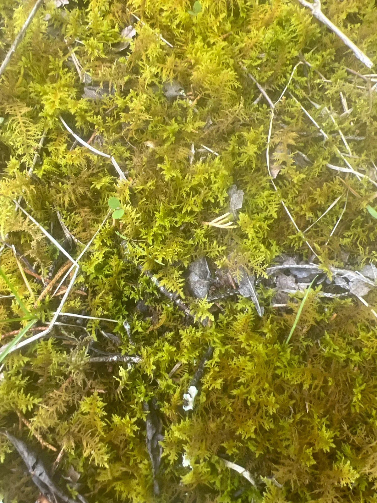 Live Staghorn Moss - Sustainably Harvested in TN for Terrariums & Reptile Habitats | Plagiochila spp.